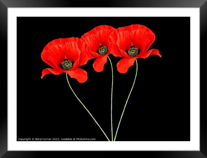 Fiery Trio Red Poppies  Framed Mounted Print by Beryl Curran