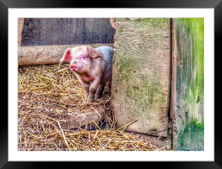 Adorable Piglet Explores the World Framed Mounted Print by Beryl Curran