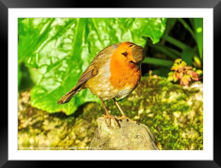 Captivating Robin Red Breast Framed Mounted Print by Beryl Curran