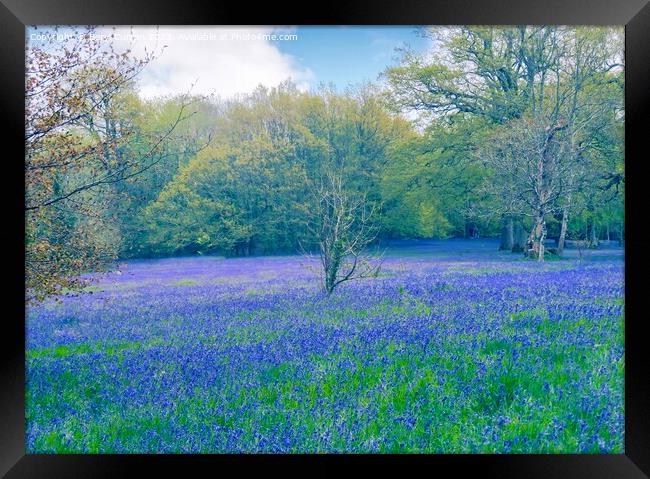 Enchanting Bluebell Meadow Framed Print by Beryl Curran