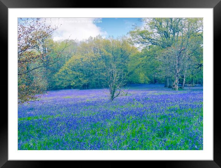 Enchanting Bluebell Meadow Framed Mounted Print by Beryl Curran