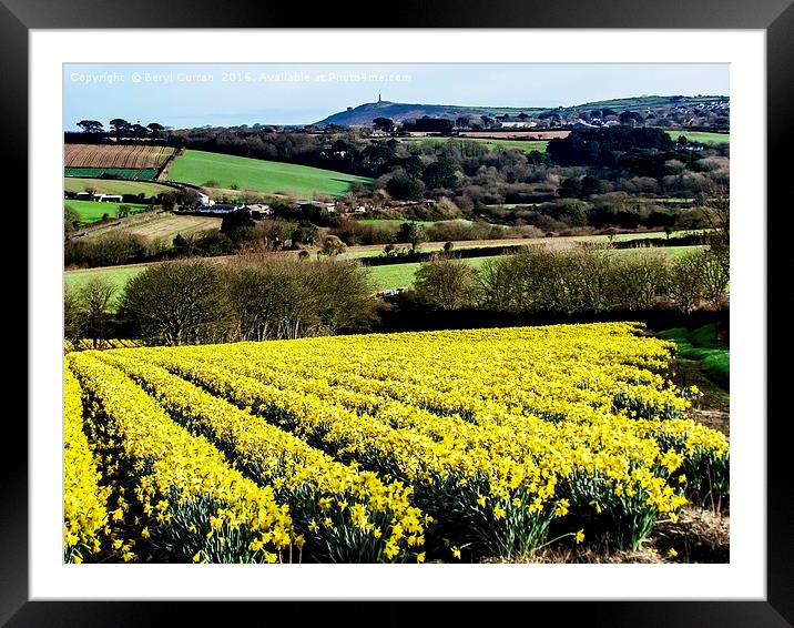 A Field of Golden Daffodils Framed Mounted Print by Beryl Curran