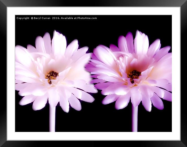 Radiant Pink Daisy Duo Framed Mounted Print by Beryl Curran