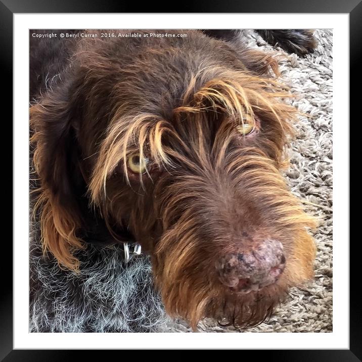 Adorable Hunter Dog with Floppy Ears Framed Mounted Print by Beryl Curran