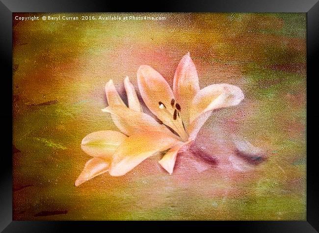 Scented Lilium at Chelsea Flower Show Framed Print by Beryl Curran