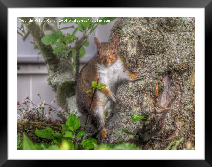 Sneaky Squirrel Steals Surprise Snacks Framed Mounted Print by Beryl Curran
