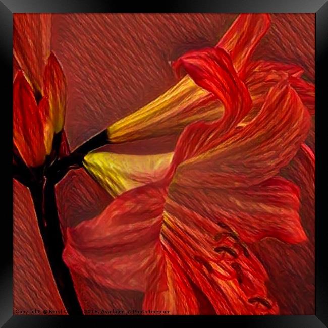 Fiery Passion Framed Print by Beryl Curran