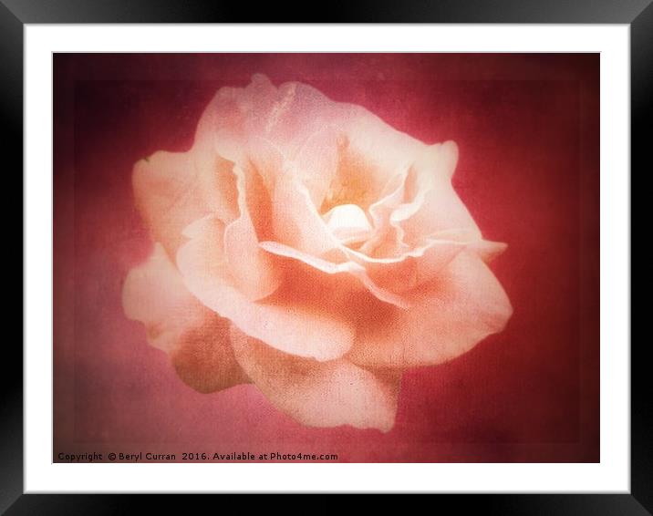 Peach Rose Blossom Framed Mounted Print by Beryl Curran