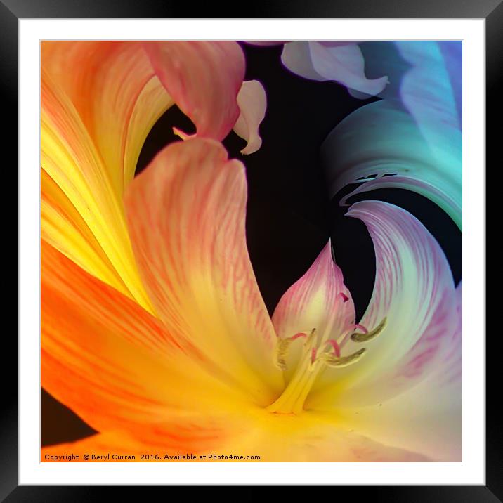 A Symphony of Colours Framed Mounted Print by Beryl Curran