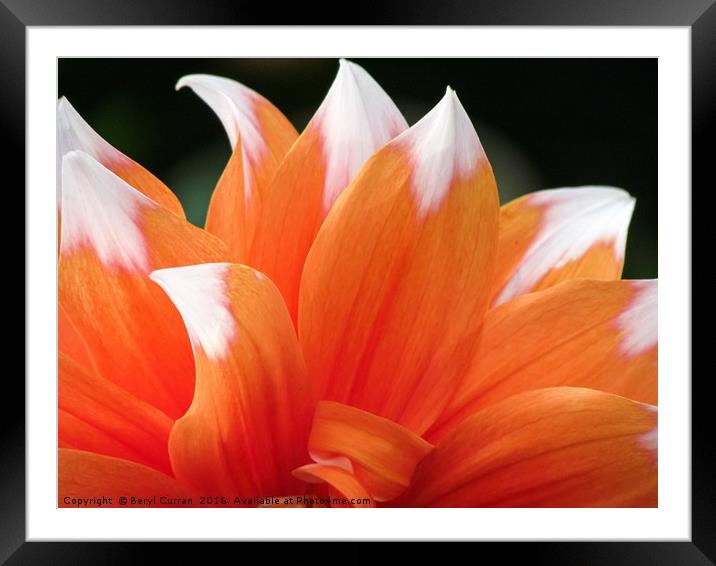 Vibrant Orange Dahlia Floral Display Framed Mounted Print by Beryl Curran