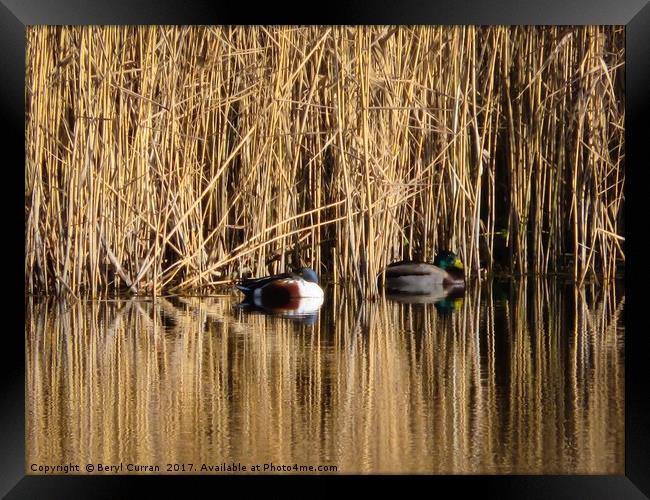 Serene Reflections Framed Print by Beryl Curran