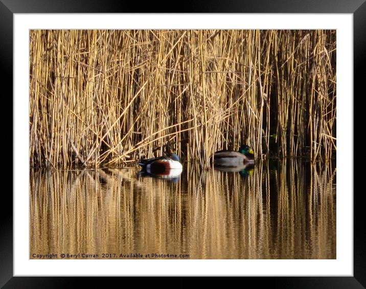 Serene Reflections Framed Mounted Print by Beryl Curran