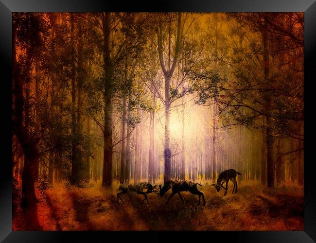 Enchanted Nighttime Rutting Deers Framed Print by Beryl Curran