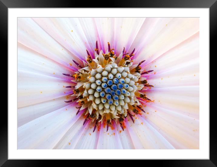 Radiant Pink African Daisy Framed Mounted Print by Beryl Curran