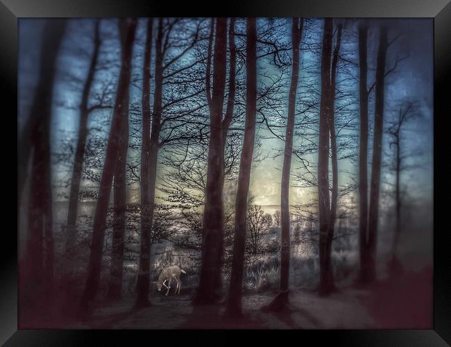 Enchanting Winter Forest Scene Framed Print by Beryl Curran