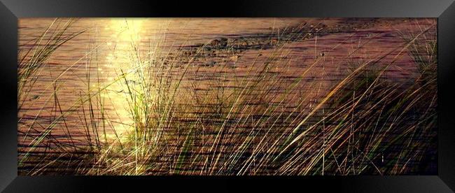 Golden Twilight on Hayle Beach Framed Print by Beryl Curran