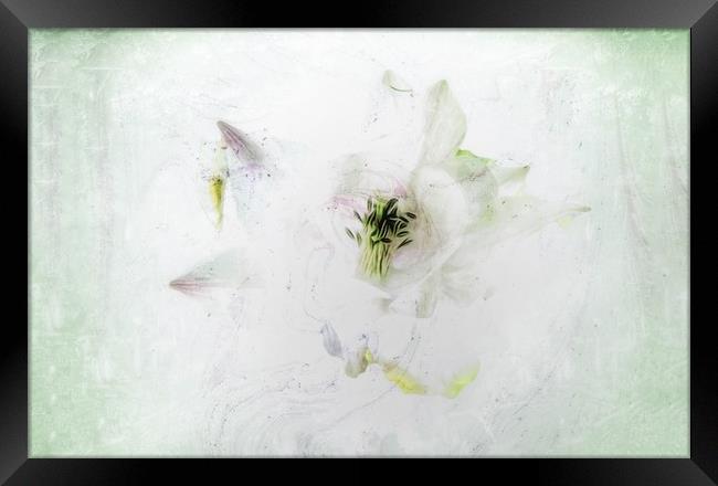 Enchanting Aquilegia Blooms Framed Print by Beryl Curran