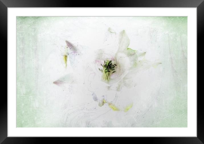 Enchanting Aquilegia Blooms Framed Mounted Print by Beryl Curran