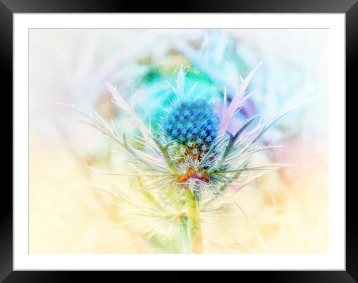 Majestic Blue Thistle Framed Mounted Print by Beryl Curran