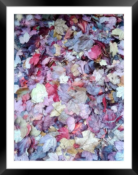 Majestic Autumn Foliage Framed Mounted Print by Beryl Curran