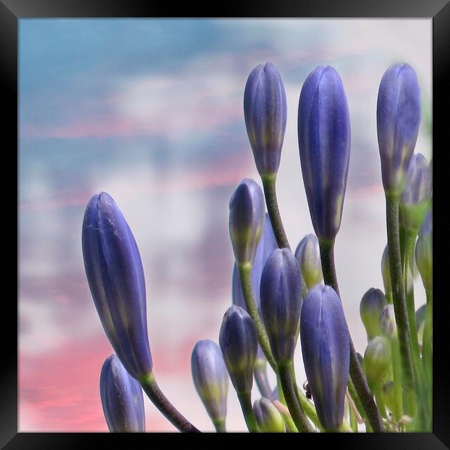 Agapanthus  Lily of the Nile Framed Print by Beryl Curran