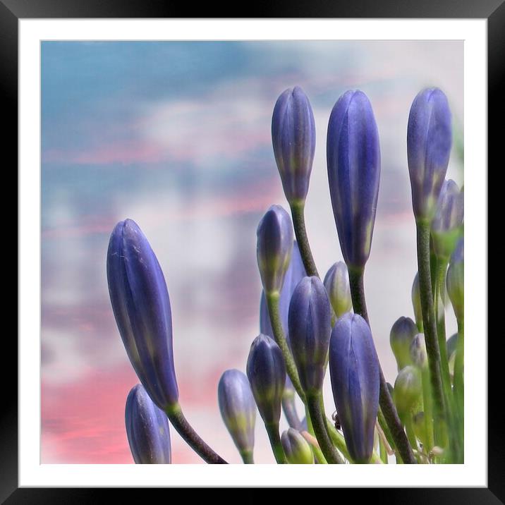 Agapanthus  Lily of the Nile Framed Mounted Print by Beryl Curran