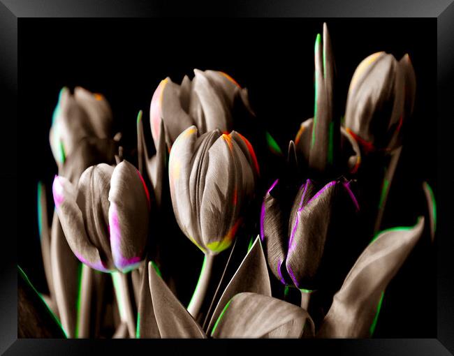 Vibrant Blooms Framed Print by Beryl Curran