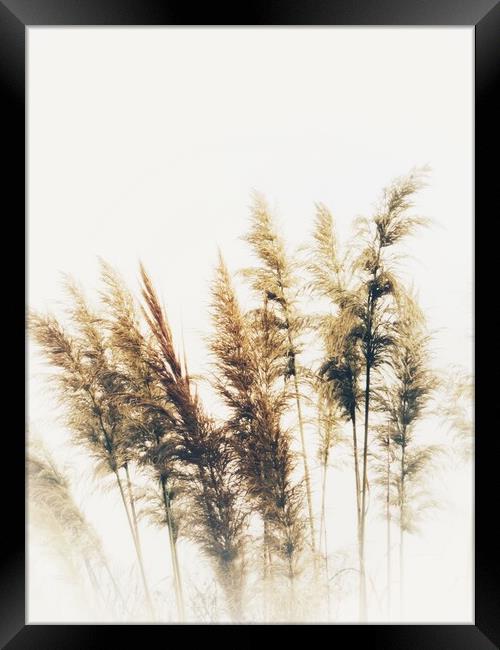 Golden Pampas Grass in Autumn Framed Print by Beryl Curran