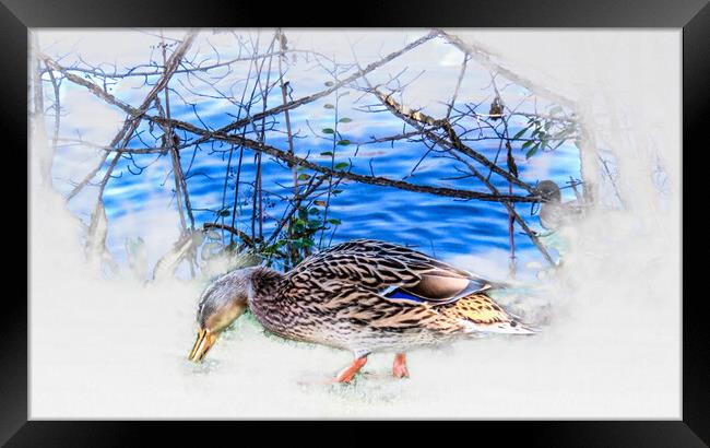 Majestic Mallard on the Hunt Framed Print by Beryl Curran