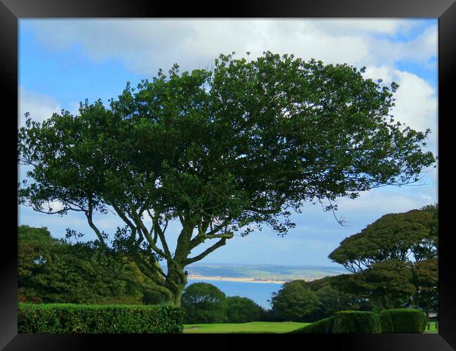 Natures Majestic Framing Framed Print by Beryl Curran