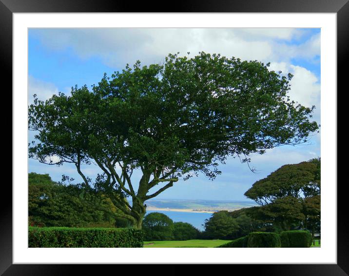 Natures Majestic Framing Framed Mounted Print by Beryl Curran