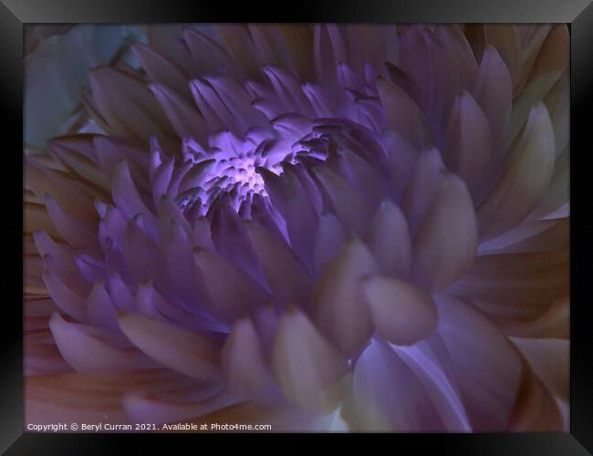 Radiant Purple Bloom Framed Print by Beryl Curran