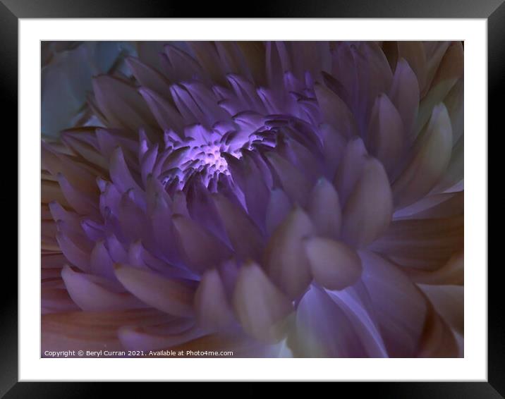 Radiant Purple Bloom Framed Mounted Print by Beryl Curran