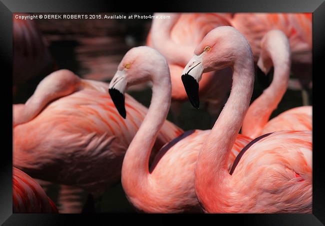 Caribbean pink flamingos Framed Print by DEREK ROBERTS