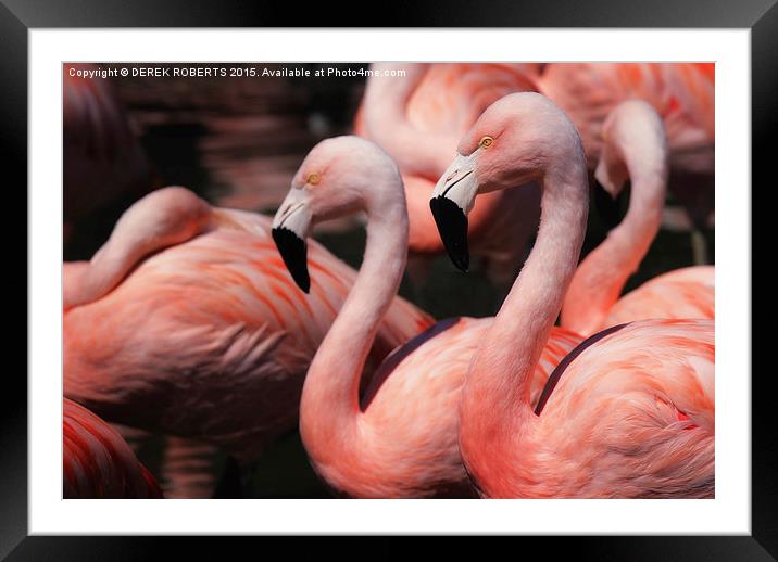 Caribbean pink flamingos Framed Mounted Print by DEREK ROBERTS