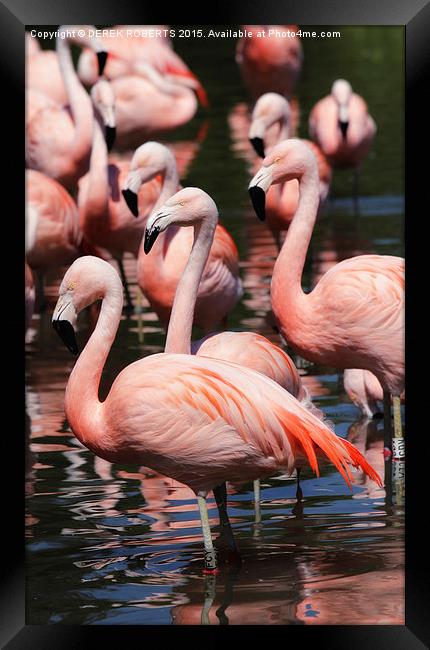  Majestic Pink Flamingos  Framed Print by DEREK ROBERTS