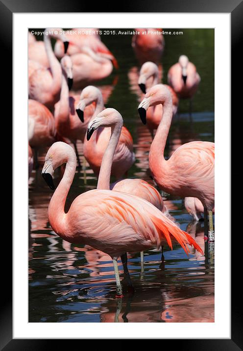  Majestic Pink Flamingos  Framed Mounted Print by DEREK ROBERTS