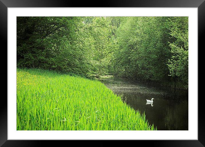 White duck swimming in the forest creek Framed Mounted Print by Adam Szuly