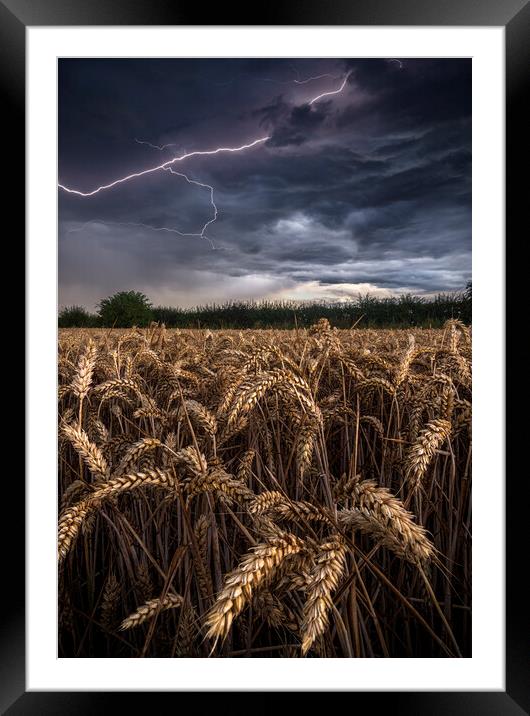 Electric Wheat Framed Mounted Print by John Finney