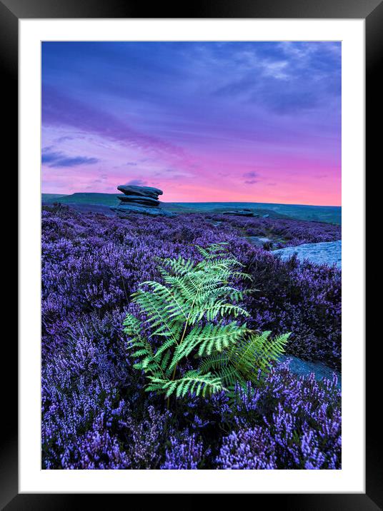 Wild Heather & Lime Framed Mounted Print by John Finney