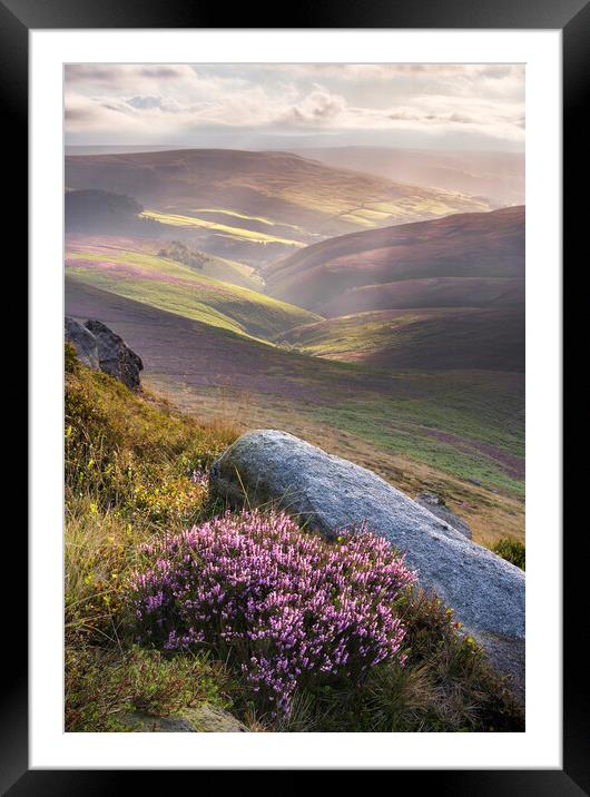 Wild Heather on Kinder Scout. Framed Mounted Print by John Finney
