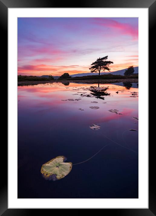 Water lilies on Kelly Hall Tarn Framed Mounted Print by John Finney