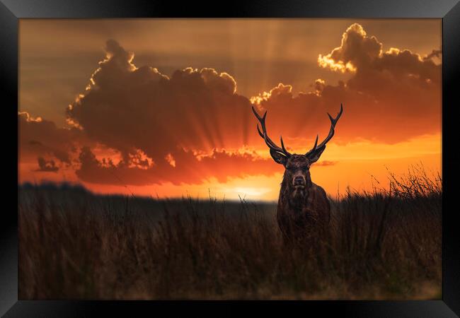 Wild Red Stag at sunrise Framed Print by John Finney