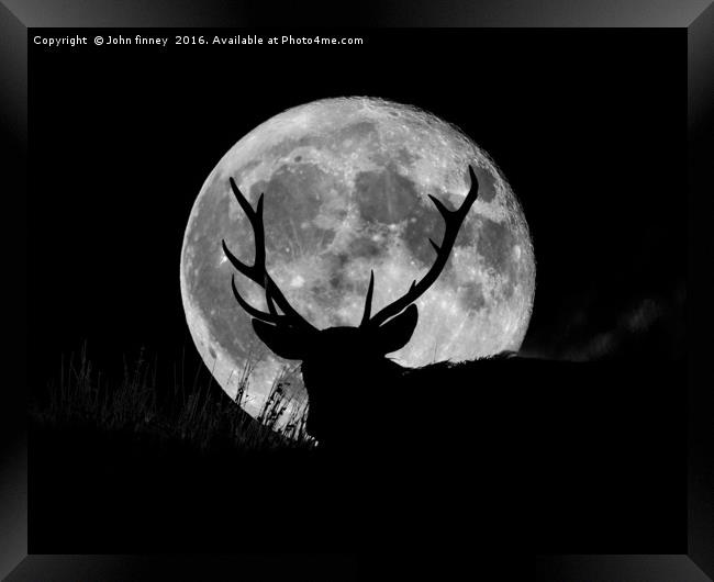 Wild Stag silhouetted with a full moon Framed Print by John Finney