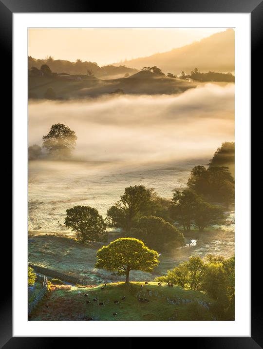 Little tree Little Langdale  Framed Mounted Print by John Finney