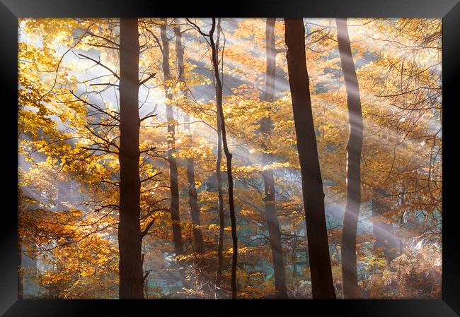 Autumn Beamage  Framed Print by John Finney