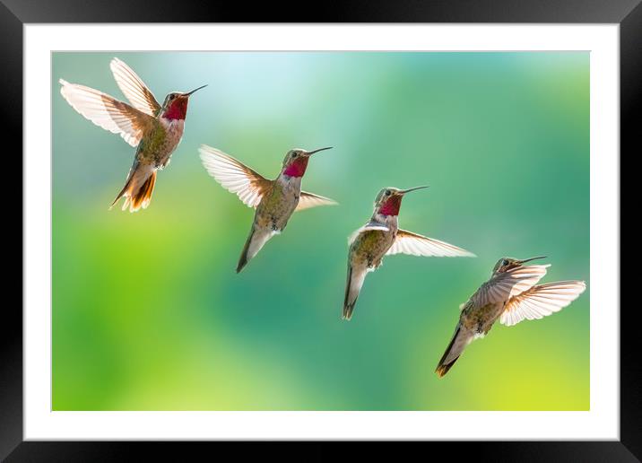Humming bird sequence  Framed Mounted Print by John Finney