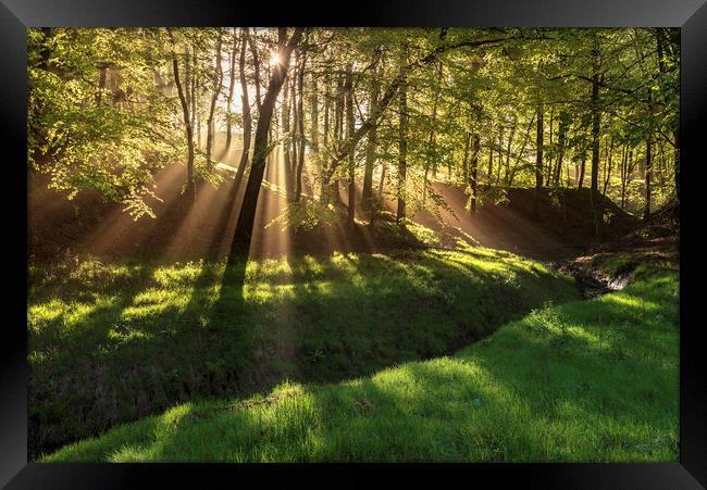 Spring morning sunrays in Hooleyhey woods Framed Print by John Finney