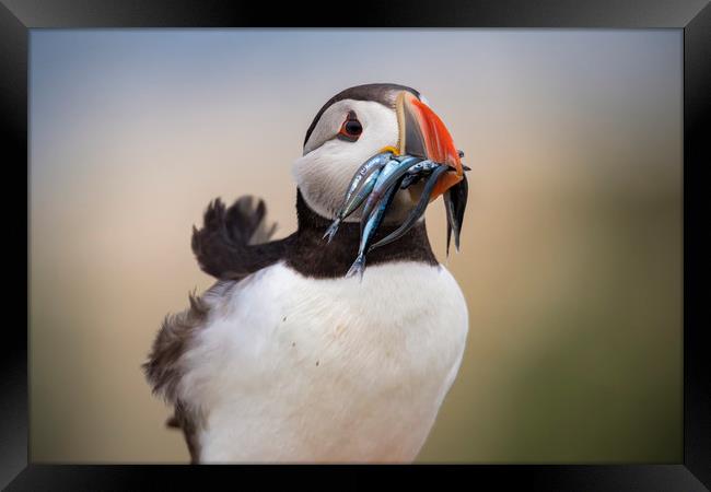 Wild Puffin, catch of the day.  Framed Print by John Finney