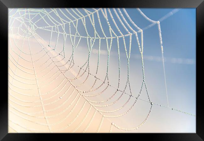 Spiders Web Framed Print by John Finney